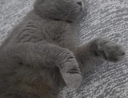 Scottish Fold 2 Yaşında Yeni Aile Aranıyo - 7159