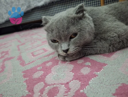 Scottish Fold 2 Yaşında Yeni Aile Aranıyo - 7159 - Görsel 3