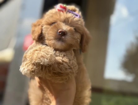 Sevgi dolu, sosyal ve insan odaklı Maltipoo yavrularımız - 7161