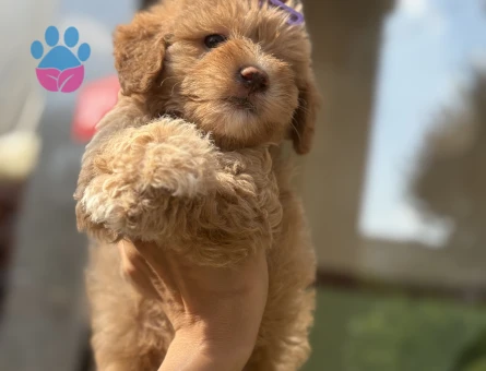 Sevgi dolu, sosyal ve insan odaklı Maltipoo yavrularımız - 7161 - Görsel 3