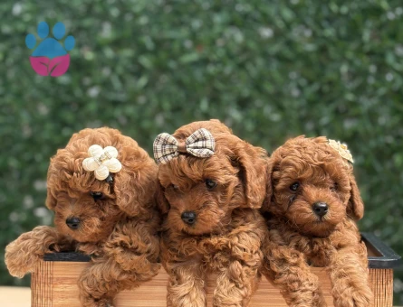 Şirinlik Abidesi Poodle Yavruları - 7162 - Görsel 3