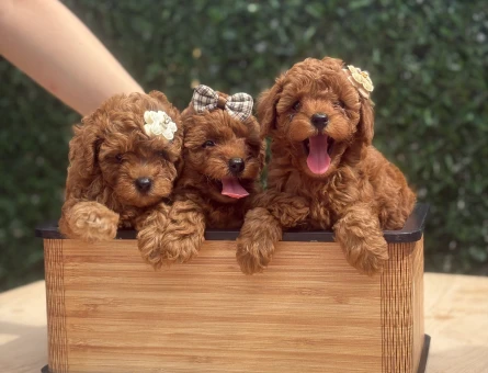 Şirinlik Abidesi Poodle Yavruları - 7162