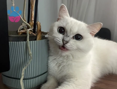 British Shorthair 8 Aylık Yuva Arıyor - 7164 - Görsel 3