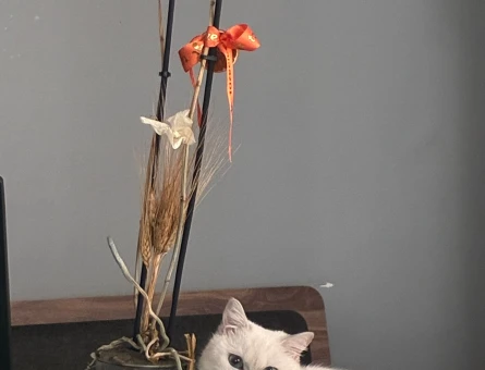 British Shorthair 8 Aylık Yuva Arıyor - 7164