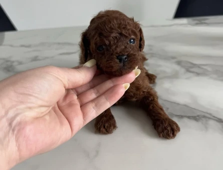 Şirinliğiyle Büyüleyen Poodle Yavruları - 7163