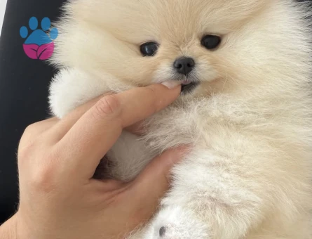 Şirinliğin Vücut Bulmuş Hali Pomeranian Boo Yavrularımız - 7166