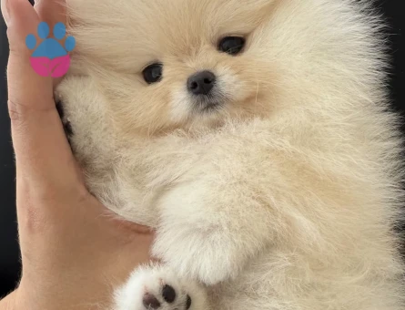 Şirinliğin Vücut Bulmuş Hali Pomeranian Boo Yavrularımız - 7166 - Görsel 3