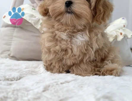 Minik Suratlarıyla Kalpleri Çalan Maltipoo Yavrular - 7167 - Görsel 3