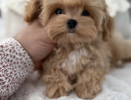 Minik Suratlarıyla Kalpleri Çalan Maltipoo Yavrular - 7167