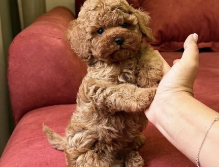 İlk Bakışta Kalbinizi Çalacak Poodle Yavruları - 7168