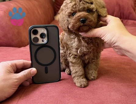 İlk Bakışta Kalbinizi Çalacak Poodle Yavruları - 7168 - Görsel 4