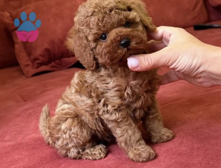 İlk Bakışta Kalbinizi Çalacak Poodle Yavruları - 7168 - Görsel 5