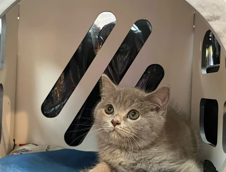 British Shorthair 2 Aylık Erkek - 7169