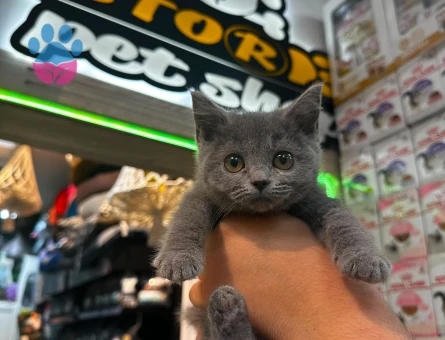 British Shorthair 2 Aylık Erkek - 7169 - Görsel 3