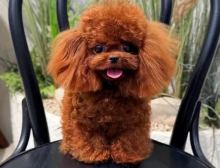 varmi bizden tatlisi korea poodle - 7171