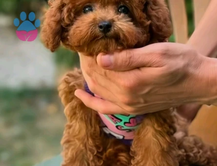 varmi bizden tatlisi korea poodle - 7171 - Görsel 4