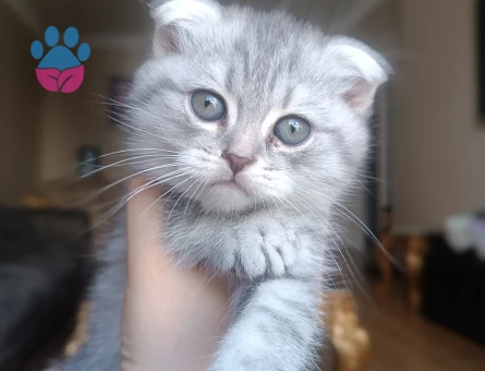 Sevimli Scottish Fold Yavru Kedi - 7172