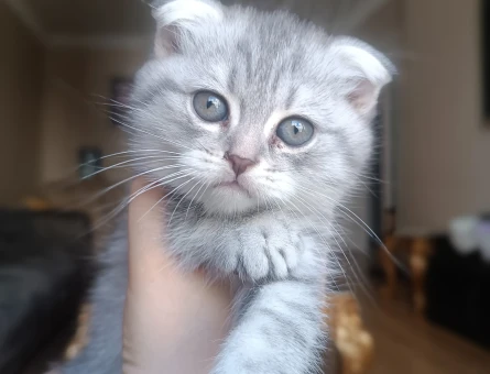 Sevimli Scottish Fold Yavru Kedi - 7172