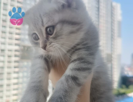 Sevimli Scottish Fold Yavru Kedi - 7172 - Görsel 3