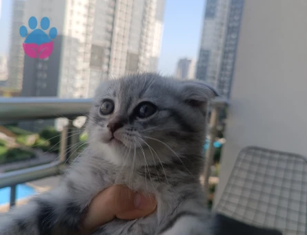 Sevimli Scottish Fold Yavru Kedi - 7172 - Görsel 4