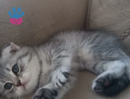 Sevimli Scottish Fold Yavru Kedi - 7172 - Görsel 5