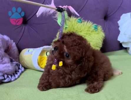 Oyuncu Ve Akıllı Minik Dost Toy Poodle Yavrular - 7173