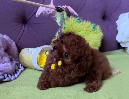 Oyuncu Ve Akıllı Minik Dost Toy Poodle Yavrular - 7173