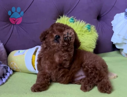 Oyuncu Ve Akıllı Minik Dost Toy Poodle Yavrular - 7173 - Görsel 3