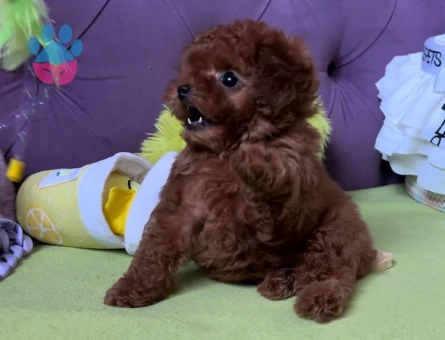 Oyuncu Ve Akıllı Minik Dost Toy Poodle Yavrular - 7173 - Görsel 4