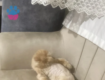 iran Kedisi Kızımız latte yuva arıyor - 7174