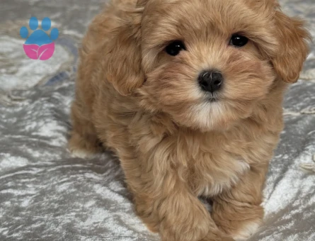 Minik Pati, Büyük Aşk: Özel Maltipoo Yavrularımız - 7178