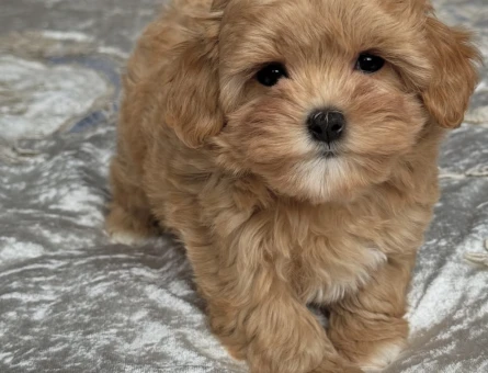 Minik Pati, Büyük Aşk: Özel Maltipoo Yavrularımız - 7178
