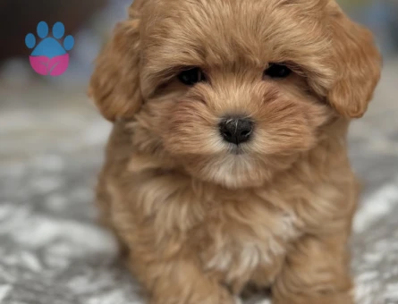 Minik Pati, Büyük Aşk: Özel Maltipoo Yavrularımız - 7178 - Görsel 3