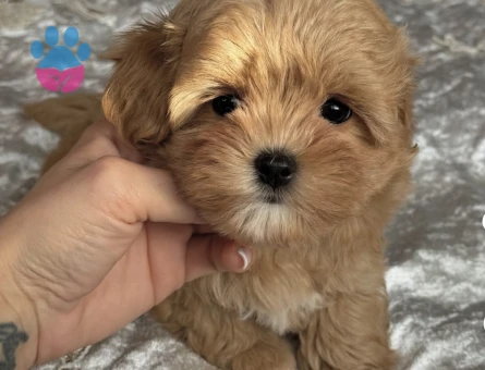 Minik Pati, Büyük Aşk: Özel Maltipoo Yavrularımız - 7178 - Görsel 4