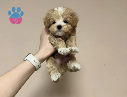 Kaliteli ve Sağlıklı Maltipoo Yavruları - 8939