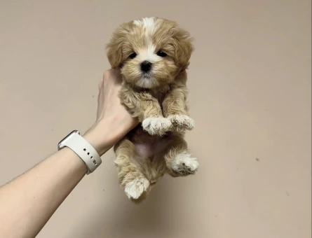 Kaliteli ve Sağlıklı Maltipoo Yavruları - 8939