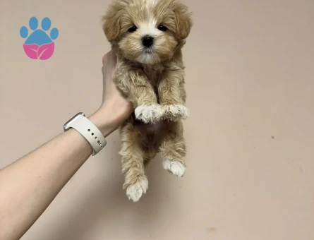 Kaliteli ve Sağlıklı Maltipoo Yavruları - 8939 - Görsel 4