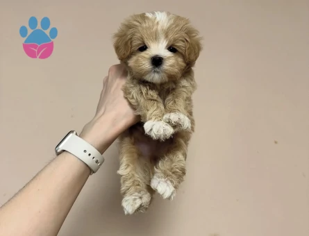 Kaliteli ve Sağlıklı Maltipoo Yavruları - 8939 - Görsel 3