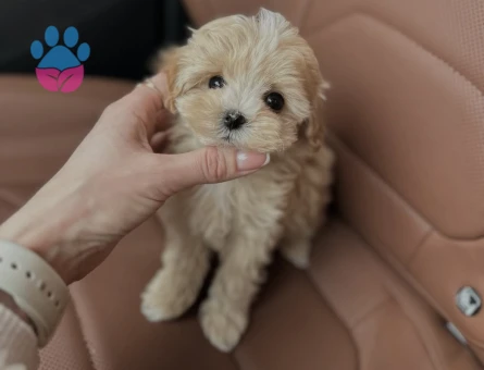 Teddy Bear Maltipoo Yavruları - 8940