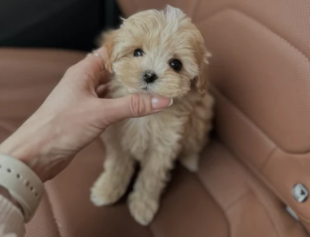 Teddy Bear Maltipoo Yavruları - 8940