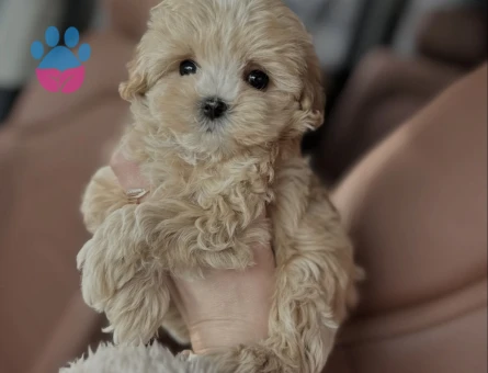 Teddy Bear Maltipoo Yavruları - 8940 - Görsel 4