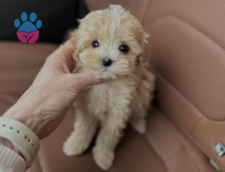 Teddy Bear Maltipoo Yavruları - 8940 - Görsel 3