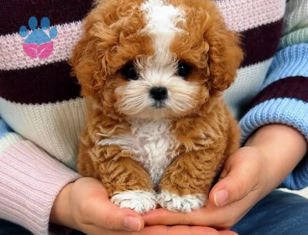 cift renk maltipoo - 8941