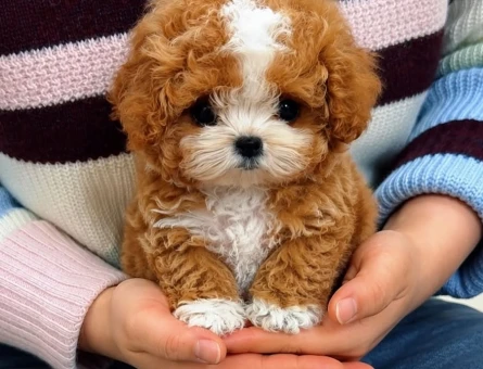 cift renk maltipoo - 8941