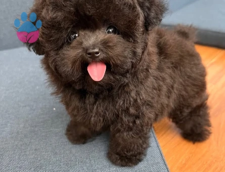 buyumeyen maltipoo - 8942
