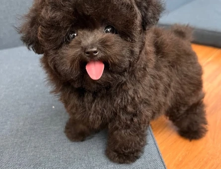 buyumeyen maltipoo - 8942