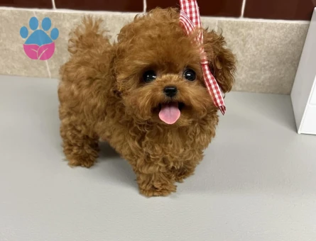 buyumeyen maltipoo - 8942 - Görsel 3