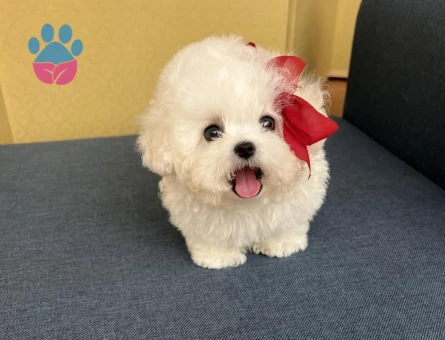 buyumeyen maltipoo - 8942 - Görsel 4