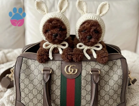 Teddy Görünümlü Poodle Yavruları - 8943