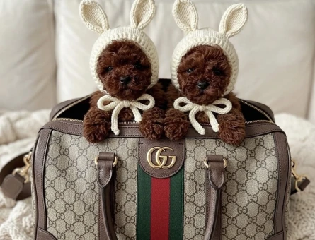 Teddy Görünümlü Poodle Yavruları - 8943